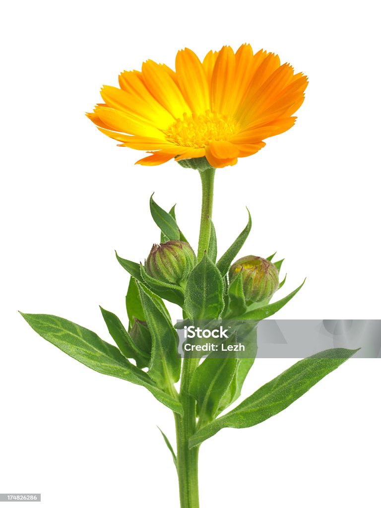 Calendula - Photo de Souci des jardins libre de droits