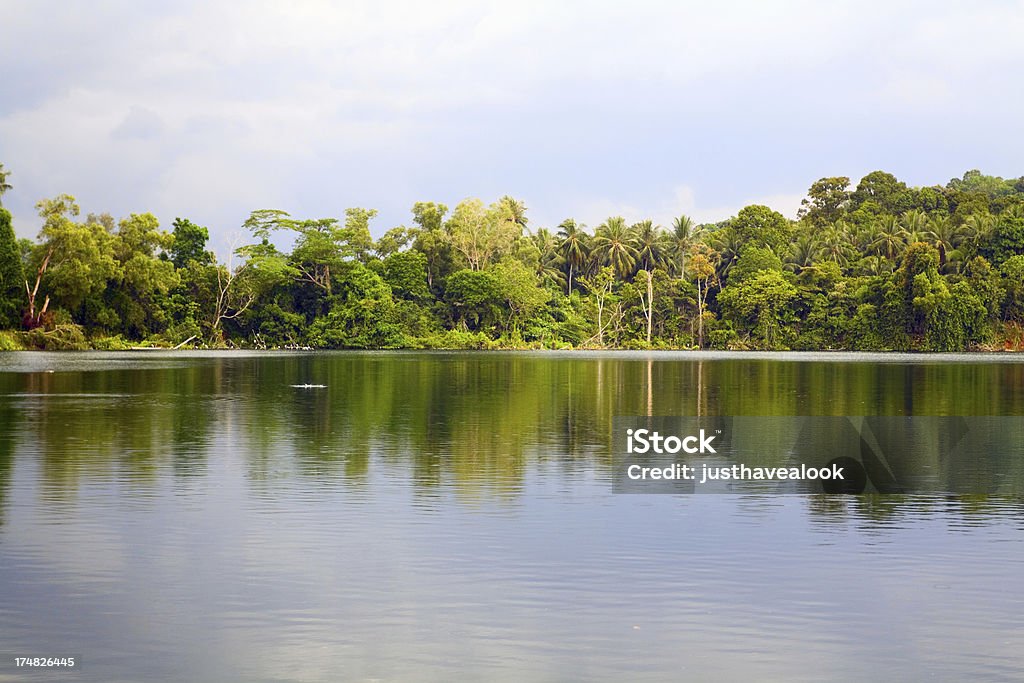 lake e da floresta Tropical - Foto de stock de Bosque - Floresta royalty-free