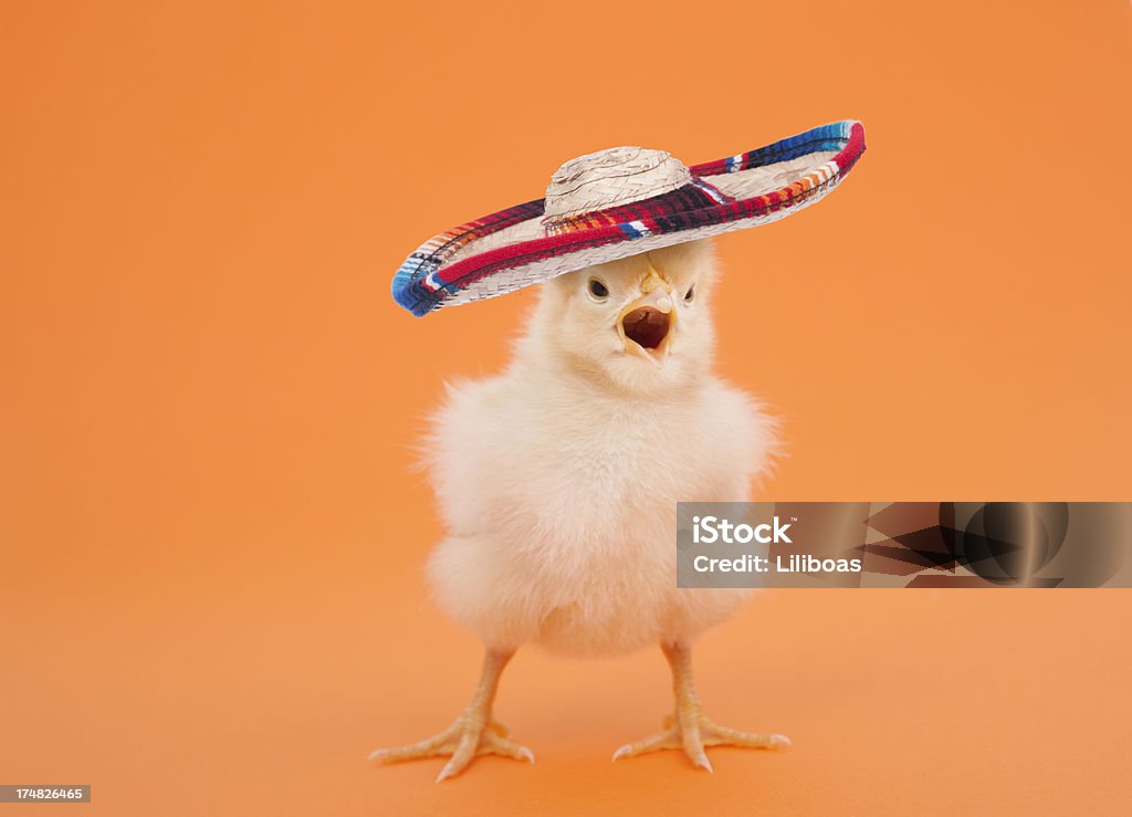 Baby Chick Wearing a Sombrero Baby Chick wearing a sombrero. Birdsong Stock Photo