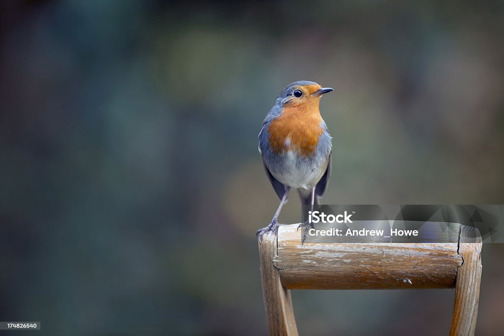 Robin (Erithacus rubecula) - Photo de Rouge-gorge libre de droits