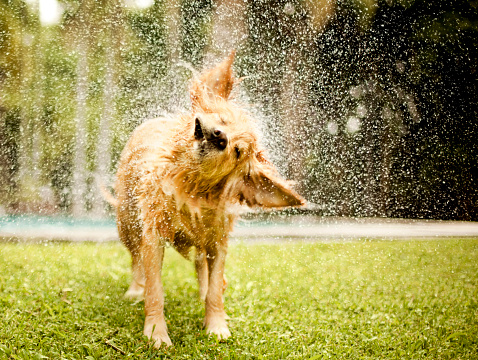 Golden retriever shaking off water in lawn