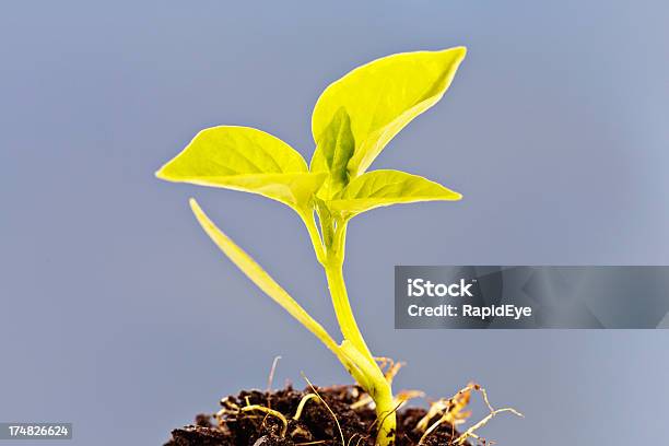 Baby Pflanze In Denen Kompost Stockfoto und mehr Bilder von Blatt - Pflanzenbestandteile - Blatt - Pflanzenbestandteile, Blau, Erdreich