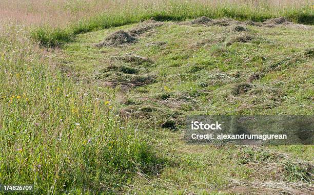 Scena Wiejska - zdjęcia stockowe i więcej obrazów Bez ludzi - Bez ludzi, Drzewo, Fotografika