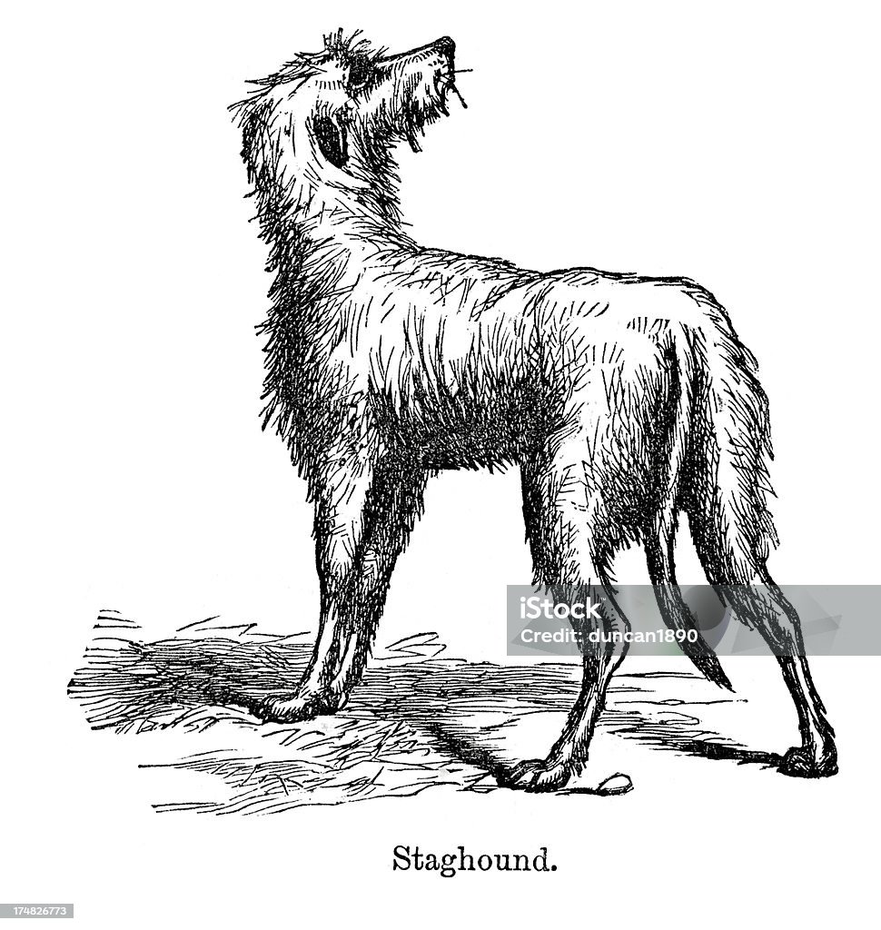 Staghound "Vintage engraving from 1867 of a Staghound, used in hunting to course stag." 19th Century stock illustration