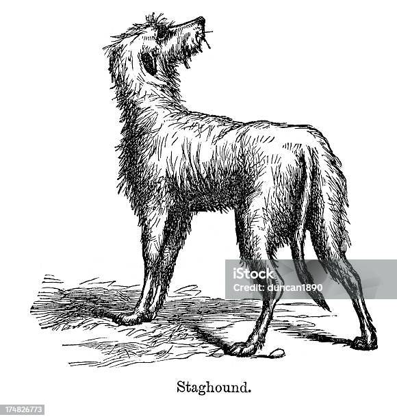 Staghound Stock Illustration - Download Image Now - 19th Century, Animal, Antique