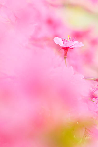 istock Isolated cherry blossom surrounded by pink 174826803