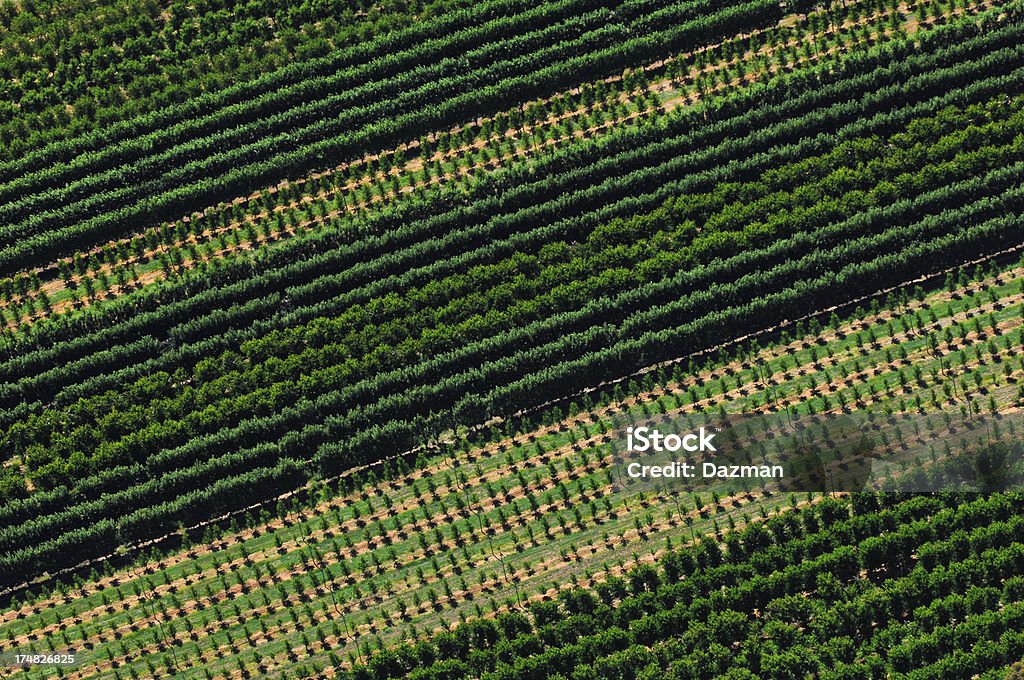 Vista aérea de una fruta orchard. - Foto de stock de Recursos sostenibles libre de derechos