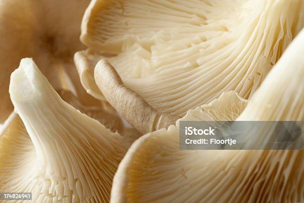 버섯 찜 굴 머시룸 느타리버섯에 대한 스톡 사진 및 기타 이미지 - 느타리버섯, 0명, 가을