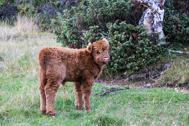 하이랜드 캘프 - young animal agriculture galloway highland cattle 뉴스 사진 이미지