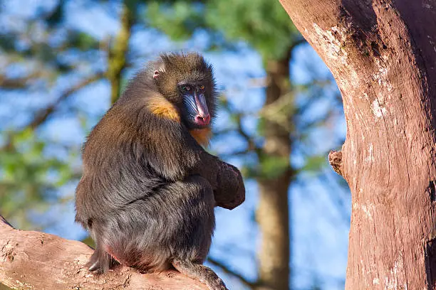 Male Mandrill Monkey sat in tree.
