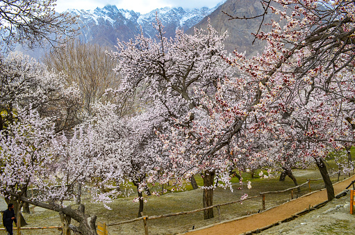 In the embrace of the Karakoram Range, the beautiful spring of Hunza, Northern Pakistan, emerges as a vivid testament to nature's rebirth, where vibrant blossoms and emerald landscapes awaken after the long winter slumber. Here, the crisp mountain air carries the fragrance of new life, as cherry and apricot trees burst into bloom, painting a scene of unparalleled beauty against the towering peaks.