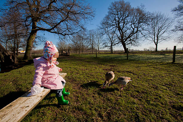 little girl alimentar las gallinas en una granja animales domésticos - zoo agricultural fair child farm fotografías e imágenes de stock