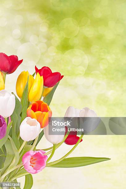 Tulips Stock Photo - Download Image Now - Bouquet, Celebration, Color Image