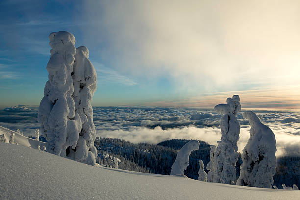 nieve cubiertos de árboles en mt. seymour - mt seymour provincial park fotografías e imágenes de stock