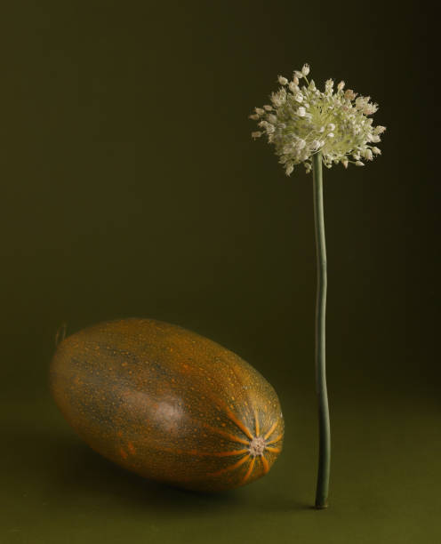 bodegón con calabacín y flor de puerro. - autumn backdrop beautiful flower head fotografías e imágenes de stock