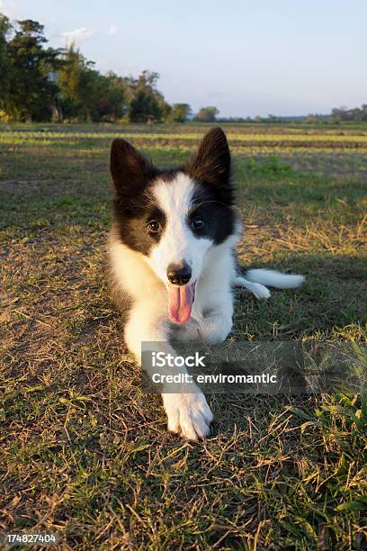 かわいいボーダーコリー子犬ます - ふわふわのストックフォトや画像を多数ご用意 - ふわふわ, カメラ目線, カラー画像