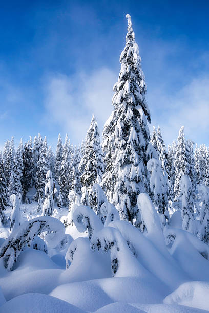 forêt d'hiver - mt seymour provincial park photos et images de collection