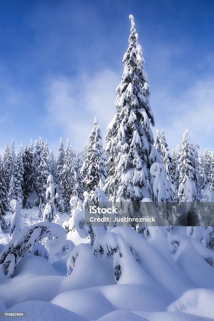 Floresta de inverno - Foto de stock de Azul royalty-free