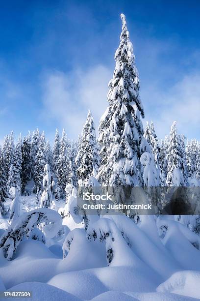 Floresta De Inverno - Fotografias de stock e mais imagens de Ao Ar Livre - Ao Ar Livre, Azul, Canadá