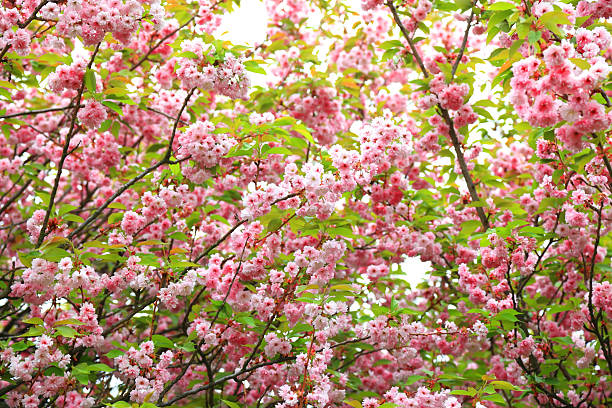 fleur de cerisier - ornamental garden vibrant color illuminated air photos et images de collection