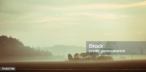Foggy Dzień - zdjęcia stockowe i więcej obrazów Szok - Szok, Baldachim drzew, Bez ludzi