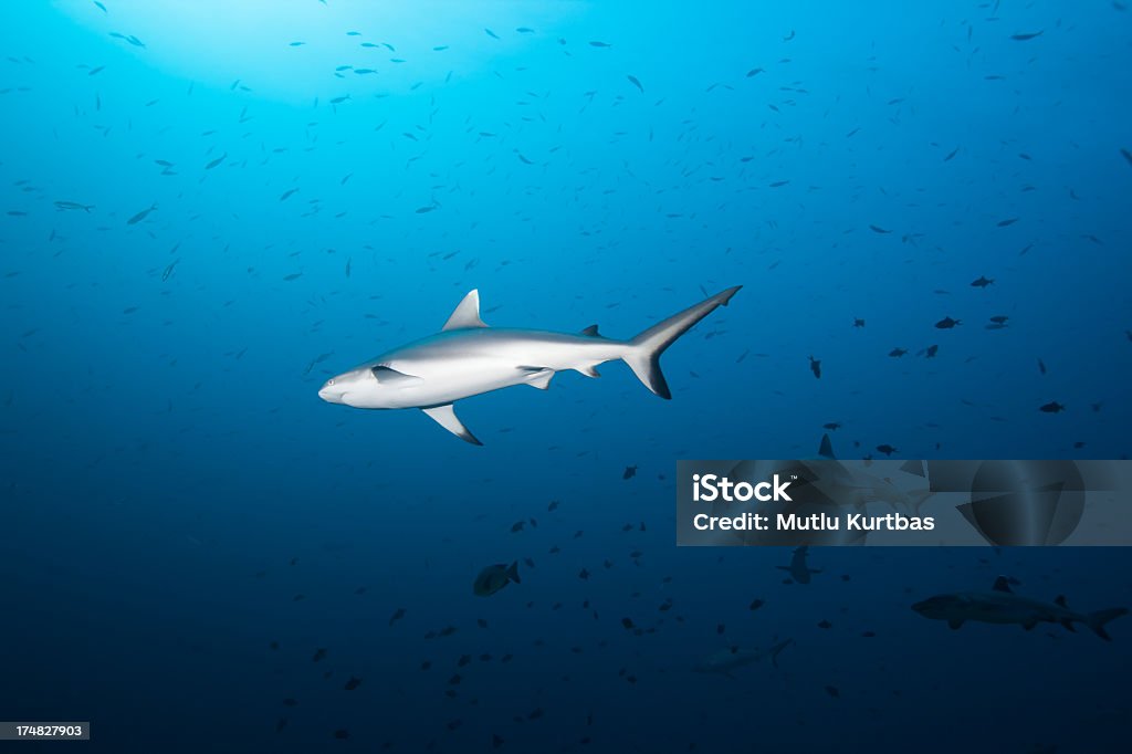 Punta tiburón gris - Foto de stock de Agua libre de derechos