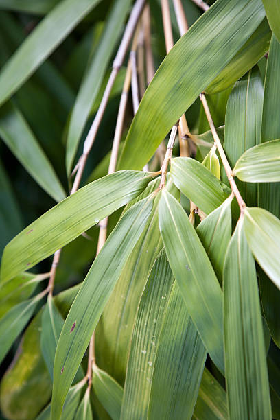 de bambu - dschungle imagens e fotografias de stock