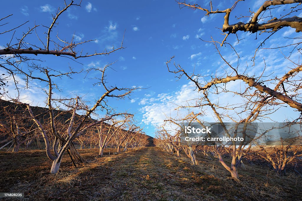 Manzanar durante el invierno - Foto de stock de Vacío libre de derechos