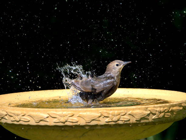 istock Female starling splashing in birdbath. 1748283583