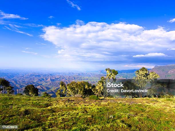 Árboles Simien Foto de stock y más banco de imágenes de Montañas Simien - Montañas Simien, Aire libre, Ansiedad