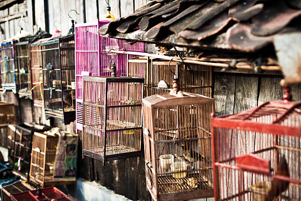 Birds in cage in an indonesian market