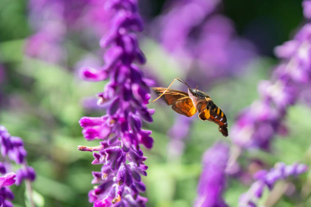 Flower and insect background material