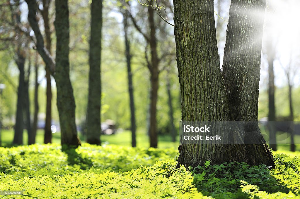 Spring forest Tree trunk detail in the park. Birch Tree Stock Photo