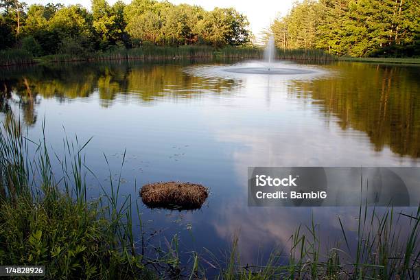 Staw - zdjęcia stockowe i więcej obrazów Bez ludzi - Bez ludzi, Brązowy, Drzewo