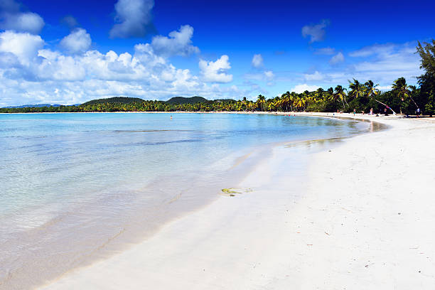 plage de sable blanc plage tropicale sur martinique - grande anse des salines beach photos et images de collection