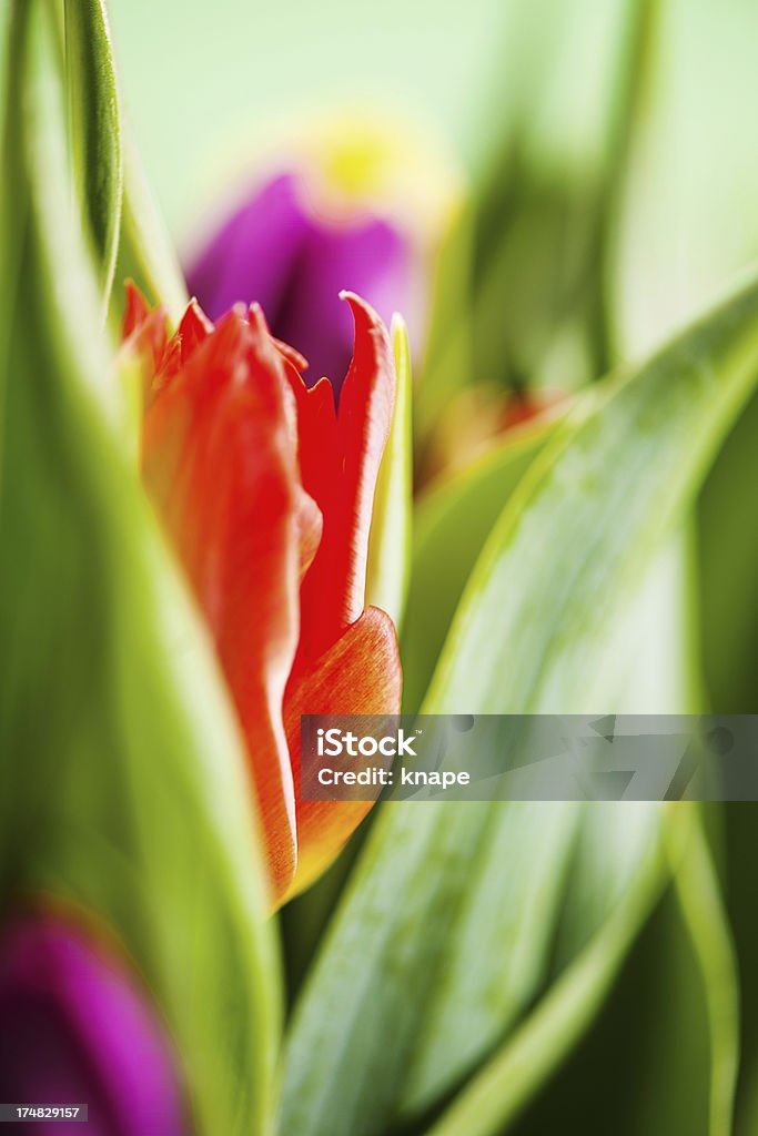 Frühling tulip bouquet - Lizenzfrei Bildkomposition und Technik Stock-Foto
