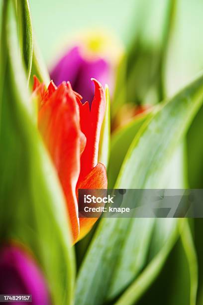 Frühling Tulip Bouquet Stockfoto und mehr Bilder von Bildkomposition und Technik - Bildkomposition und Technik, Blitzbeleuchtung, Blume