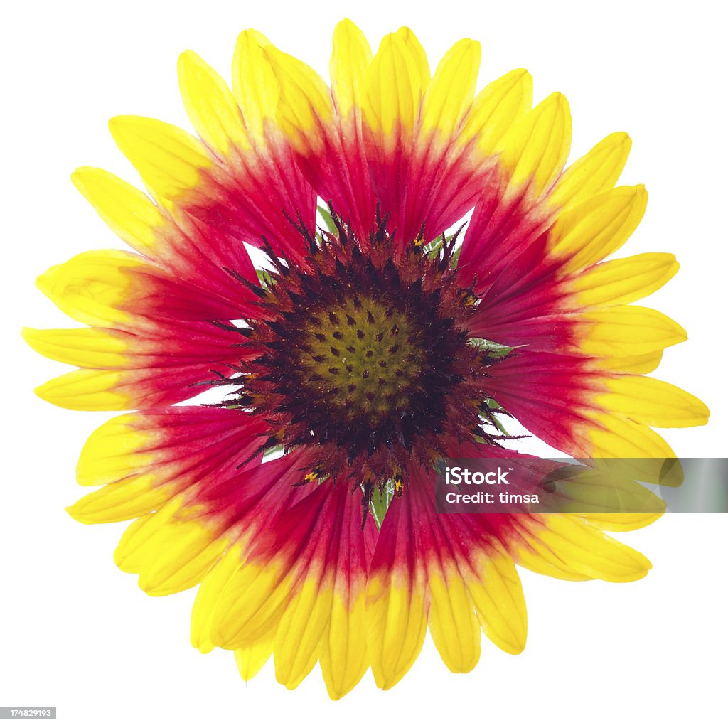 Blanketflower (Gaillardia aristata) single flower isolated on white "Blanketflower (Gaillardia aristata), a meadowflower native to Eastern North America. Good nectar flower." Gaillardia Stock Photo