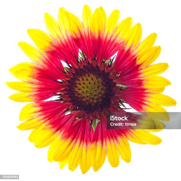 Blanketflower Single Flower Isolated On White Stock Photo - Download Image Now