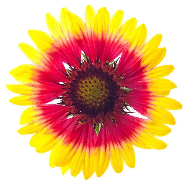 "Blanketflower (Gaillardia aristata), a meadowflower native to Eastern North America. Good nectar flower."