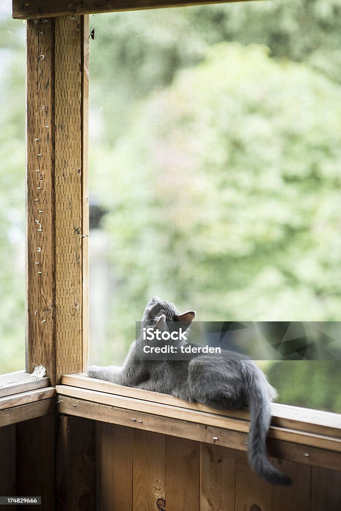 Curioso Cat - Foto de stock de Acostado libre de derechos