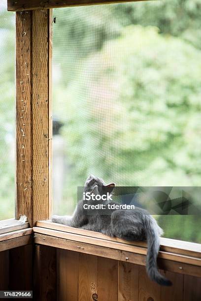 Curioso Cat Foto de stock y más banco de imágenes de Acostado - Acostado, Animal, Color - Tipo de imagen
