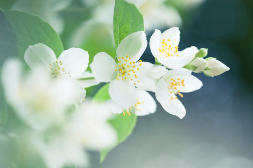 Beautiful jasmin flower.Selective focus.