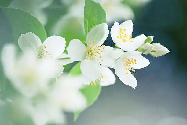 Beautiful jasmin flower.Selective focus.