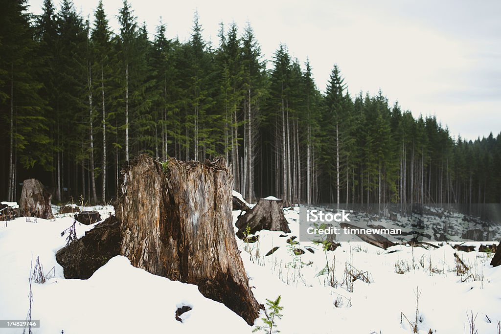 冬の風景、木の切り株 - 切り株のロイヤリティフリーストックフォト