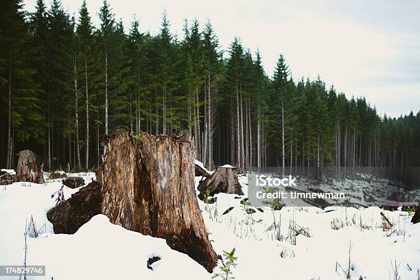 Paisagem De Inverno E Cepo - Fotografias de stock e mais imagens de Cepo - Cepo, Neve, Floresta