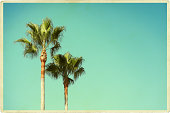istock Two Palm Trees 174829756