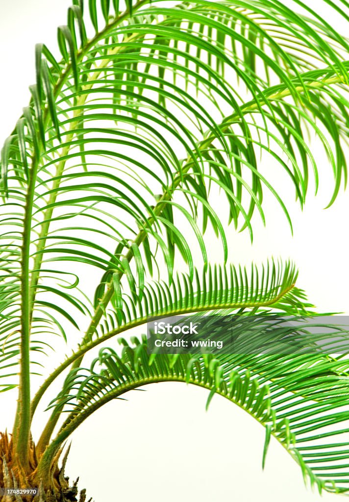 Palm Tree Fronds - Foto de stock de Clima tropical libre de derechos