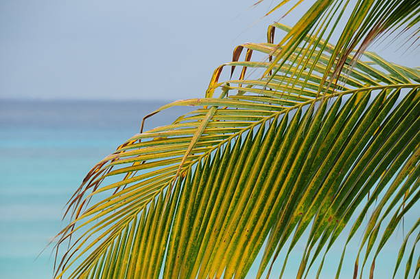 istock Playa Del Carmen, Mexico. 174829971