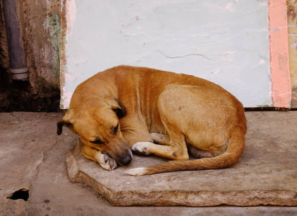 istock A dog sleeping on street 1748300478